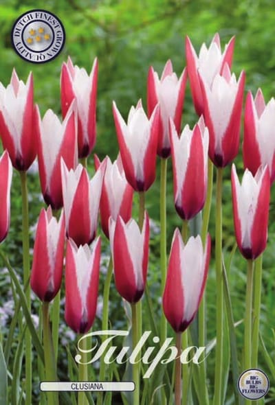Clusiana Tubergens Gem Botanical Tulpen Bollen 10 stuks bolmaat 5/6