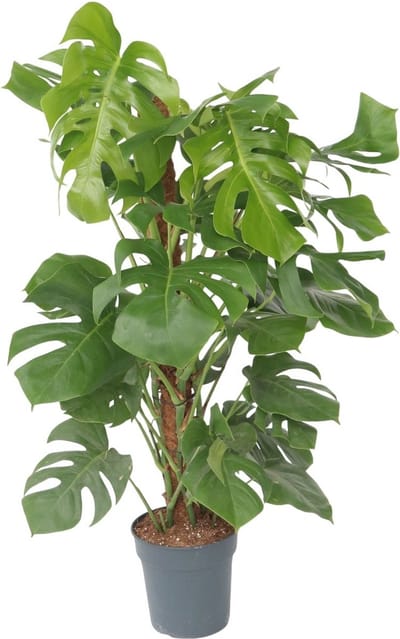 Plant in a Box - Monstera Deliciosa - Gatenplant - Groene kamerplant - Pot 24cm - Hoogte 120-130cm