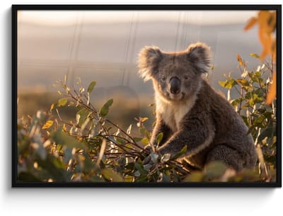 Poster in lijst - Fotolijst 120x80 cm - Posters - Koala - Bladeren - Ochtendlicht - Posterlijst zwart - Decoratie - Wanddecoratie woonkamer - Muurdecoratie slaapkamer