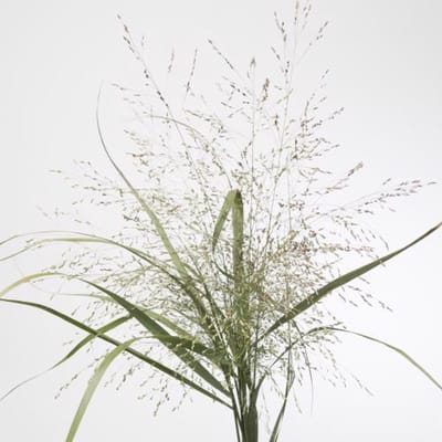 50x Gs panicum warrior 80cm