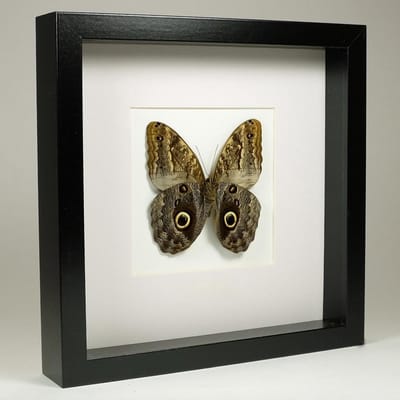 Opgezette Uiloogvlinder in Zwarte Lijst 25x25 cm - Caligo Sp.