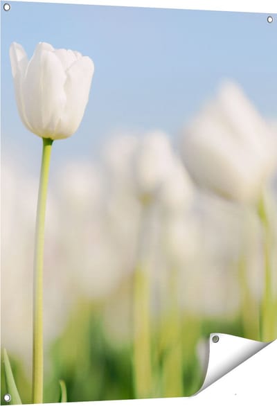 Gards Tuinposter Witte Tulpen - Bloemen - 80x100 cm - Tuindoek - Tuindecoratie - Wanddecoratie buiten - Tuinschilderij