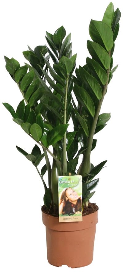 Zamioculcas zamiifolia - Hoogte 80cm - Pot 21cm