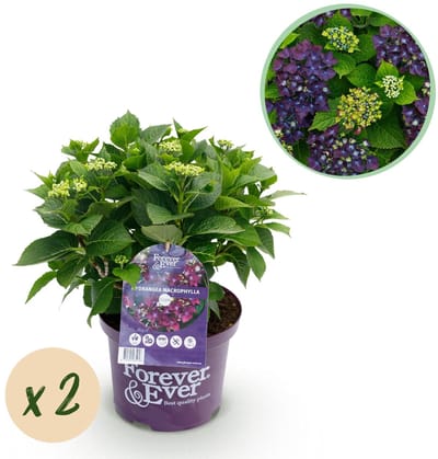 Green boutiQ - Terrasplant - Hortensia - Hydrangea Forever & Ever - Paars - 7-12 Bloemen - 2 Planten - Pot 23cm Hoogte 55cm