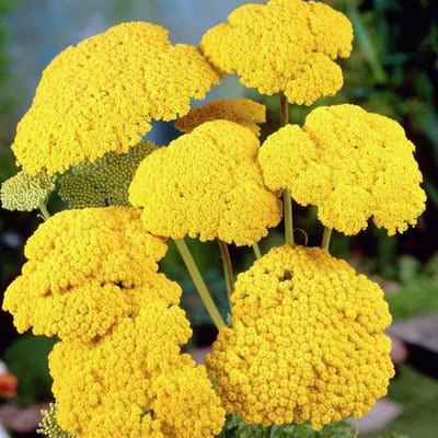 6 x Achillea Filipendulina 'Cloth Of Gold' - Duizendblad - Pot 9x9 cm - Gele bloemen, droogtetolerant