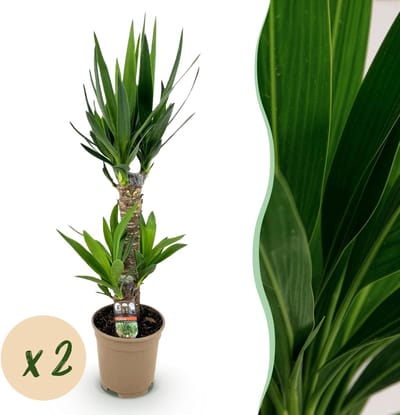 Plantenboetiek.nl | Yucca elephantipes - Yucca - Weinig onderhoud - Groen - 2 - Ø17cm - 65-75cm hoog - Kamerplant - Groenblijvend
