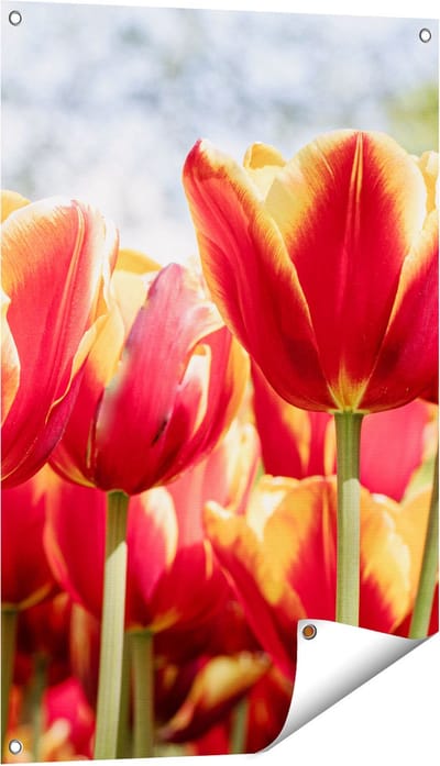 Gards Tuinposter Oranje Rode Tulpen - 60x90 cm - Tuindoek - Tuindecoratie - Wanddecoratie buiten - Tuinschilderij