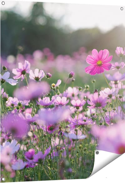 Gards Tuinposter Bloemenveld met Paarse Kosmos - 80x100 cm - Tuindoek - Tuindecoratie - Wanddecoratie buiten - Tuinschilderij