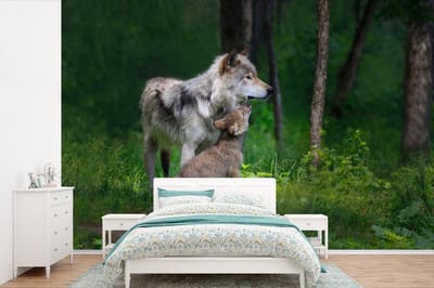 Behang - Fotobehang Grijze wolf met haar pup - Breedte 420 cm x hoogte 280 cm