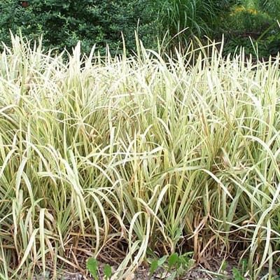 6 x Phalaris Arundinacea 'Luteopicta' - Kanariegras - pot 9 x 9 cm