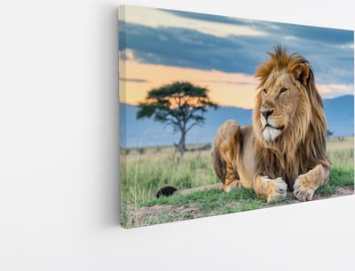 Saammp Canvas Schilderij - Leeuw in de serangeti - Dieren - Natuur - 45x30 - Foto op canvas - Wanddecoratie - Muurdecoratie Woonkamer - Slaapkamer decoratie - Canvas Print