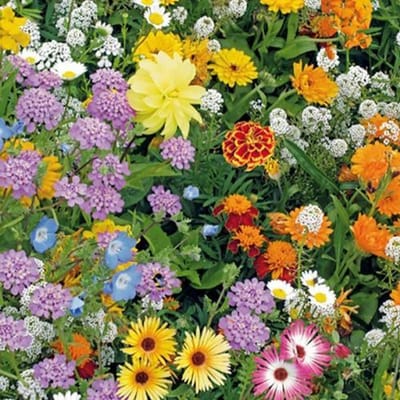 Bloemen mix zaden - Bijenmix
