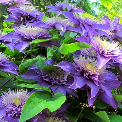 12 x Blauwe Clematis Multi Blue - Bosrank Blauw/Paars - Winterharde Bloeiende Klimplant in C2(liter) pot met hoogte 50-60cm