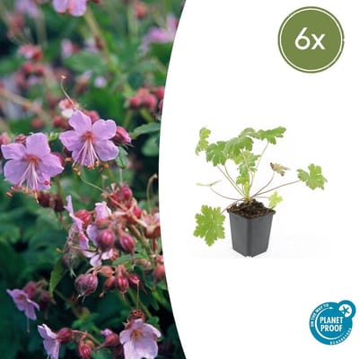 Tuinplantenshop.com | Geranium macr. 'Ingwersen's Var.' | 6 stuks - Ø9cm - 10-25cm hoog - Tuinplant