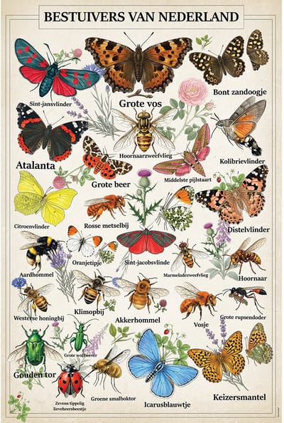 Vintage Poster Bestuivers van Nederland - 43 x 61 cm - Kleurmedia® Retro Botanische Collectie 2026 - Posters met Nederlandse Benamingen
