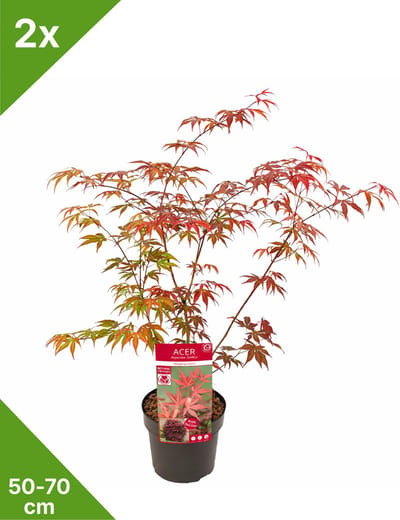 GARDENZO - 2x Acer palmatum 'Atropurpureum' - Japanse Esdoorn in 3 ltr pot 50/70 cm