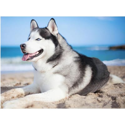 DIY 5D Diamond Painting Husky Hond Volledige Ronde Diamant Mozaïek Huisdecoratie Borduurwerk 20X30CM gray