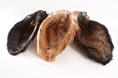 Natuurlijke Kalfs-/Runderoren met Vacht XXL - Gezonde Kauwsnack voor Honden