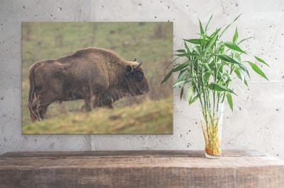 Artaza Canvas Schilderij Buffel - 40x30 cm - Klein - Wanddecoratie Dierenkop - Muurdecoratie Wilde Dieren - Kamer Accessoires