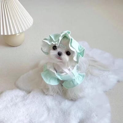 Nouveau débardeur en dentelle confortable et mignon pour printemps/été, ensemble de vêtements de princesse pour chien de petite et moyenne taille, avec chapeau XL