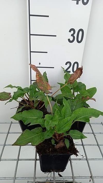 6x Duizenknoop - Persicaria ampl. 'Blackfield' | 9x9 cm pot