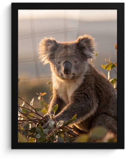 Poster in lijst - Fotolijst 30x40 cm - Posters - Koala - Bladeren - Ochtendlicht - Posterlijst zwart - Decoratie - Wanddecoratie woonkamer - Muurdecoratie slaapkamer