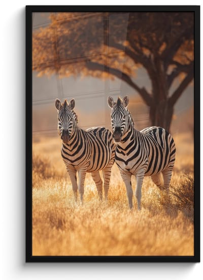 Poster in lijst - Fotolijst 60x90 cm - Posters - Zebra's - Savannelandschap - Gras - Posterlijst zwart - Decoratie - Wanddecoratie woonkamer - Muurdecoratie slaapkamer