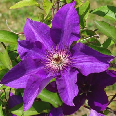 Clematis 'The President' - Bosrank - 50-60 cm in pot: Klimplant met grote, diepblauwe bloemen van het late voorjaar tot de vroege herfst.