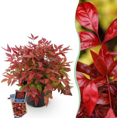 Plantenboetiek.nl | Nandina Blush Pink - Donker Roze - Groenblijvend - Weinig Onderhoud - Ø17cm - 30-40cm hoog - Tuinplant