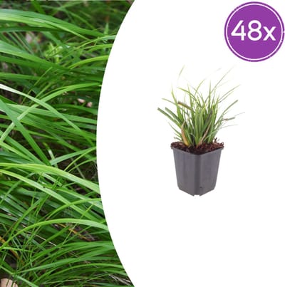 Tuinplantenshop.com | Carex morrowii | 48 stuks - Ø9cm - 10-25cm hoog - Tuinplant