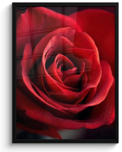 Poster in lijst - Fotolijst 50x70 cm - Posters - Rood - Roos - Romantisch - Posterlijst zwart - Decoratie - Wanddecoratie woonkamer - Muurdecoratie slaapkamer