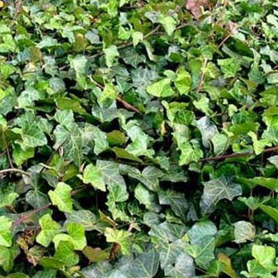 Klimop - Hedera helix - 60-80 cm