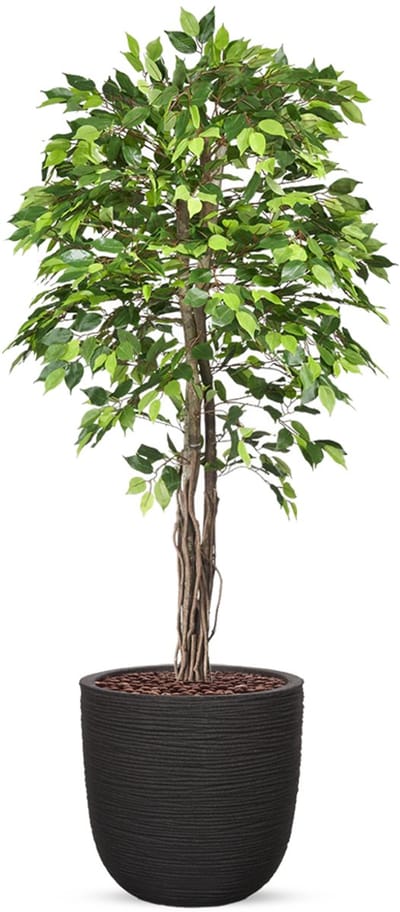 Kunstplant Ficus groen in planter ball Rib zwart H200 cm