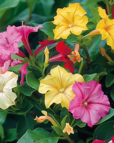 2 sets - Nachtschone Zaden Mirabilis Jalapa Eenjarig Gemengd