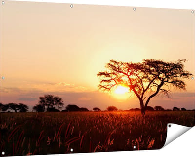 Gards Tuinposter Zonsondergang Achter een Acacia Boom - 150x100 cm - Tuindoek - Tuindecoratie - Wanddecoratie buiten - Tuinschilderij