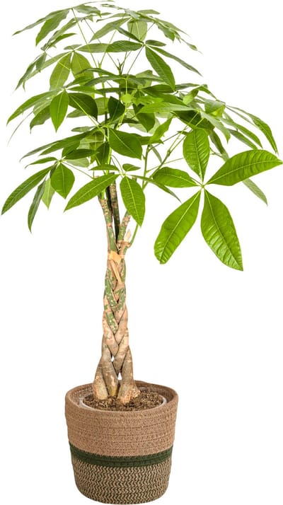Plantenboetiek.nl | Pachira Aquatica - Geldboom - met mand - Ø21cm - 90-110cm hoog - Kamerplant - Groenblijvend