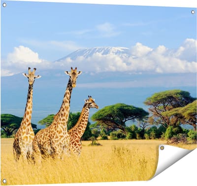 Gards Tuinposter Drie Giraffes in de Savanne - 100x80 cm - Tuindoek - Tuindecoratie - Wanddecoratie buiten - Tuinschilderij