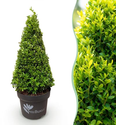 Green boutiQ - Buxus Pyramide - BetterBuxus Skylight - Resistant tegen de Buxus Schimmel - 1 Plant - Pot 23cm Hoogte 60-70cm