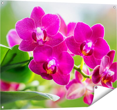 Gards Tuinposter Roze Orchidee Bloemen - 100x80 cm - Tuindoek - Tuindecoratie - Wanddecoratie buiten - Tuinschilderij