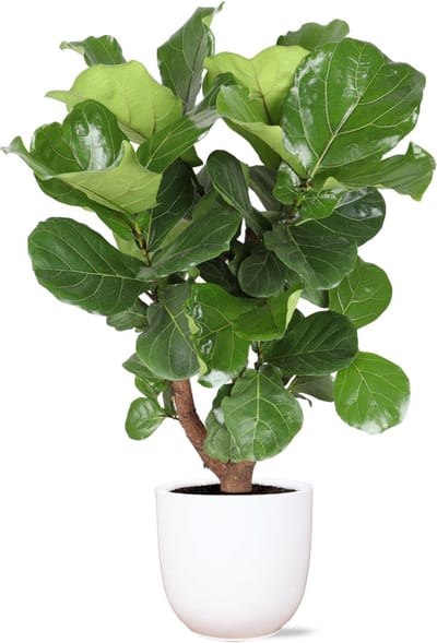 Ficus Lyrata (vertakt) Ø24cm 110cm in Boule WIT pot