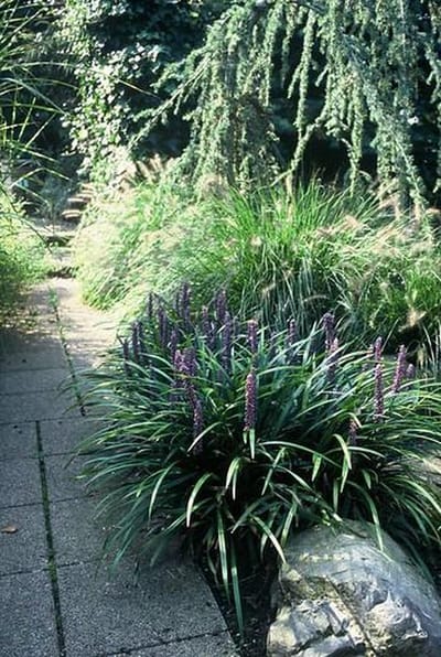 Liriope muscari - Set van 12 - Leliegras - Pot P9 - Paarse Bloem - Wintergroen