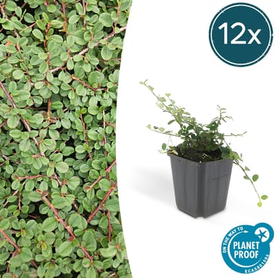 Tuinplantenshop.com | Cotoneaster pr. 'Queen of Carpets' | 12 stuks - Ø9cm - 10-25cm hoog - Tuinplant