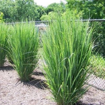 12 x Vingergras Northwind Groen XL - Hoog Winterhard Siergras - Panicum virgatum 'Northwind' in C2 pot met hoogte 10-40cm