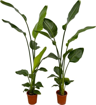 Trendyplants - 2x Strelitzia Nicolai - 130 cm - Ø17cm
