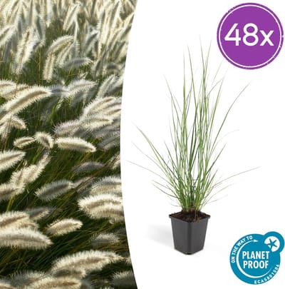Tuinplantenshop.com | Pennisetum alopecuroides 'Hameln' | 48 stuks - Ø9cm - 10-25cm hoog - Tuinplant