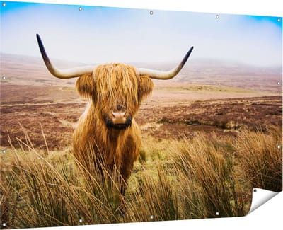 Gards Tuinposter Schotse Hooglander Koe in het Veld - 180x120 cm - Tuindoek - Tuindecoratie - Wanddecoratie buiten - Tuinschilderij
