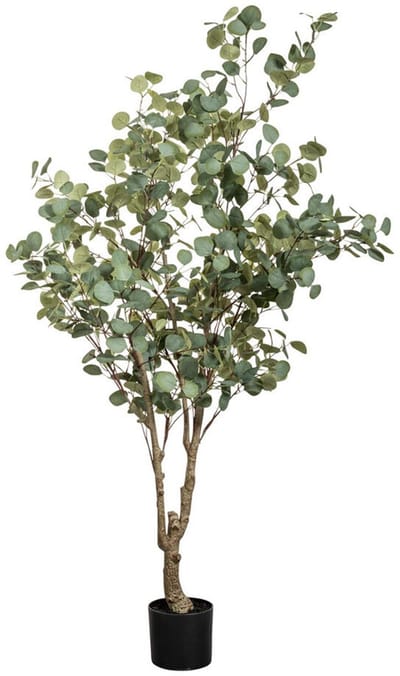 Eucalyptus i/pot l140b140h180 groen