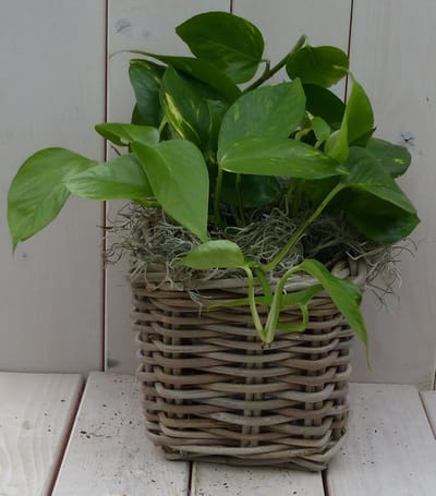 Epipremnum geelgroen mandje 25 cm