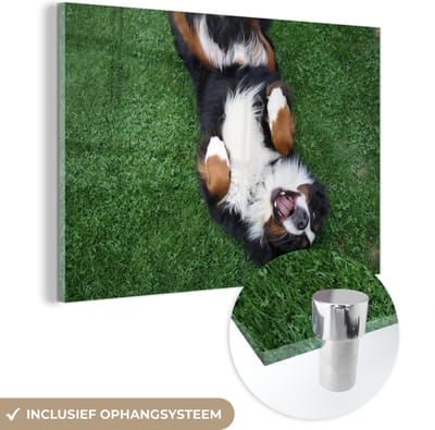 ® Glasschilderij 180x120 cm - Schilderij acrylglas - Berner Sennenhond ligt lekker op het gras - Foto op glas - Muurdecoratie woonkamer - Wanddecoratie slaapkamer - Schilderijen