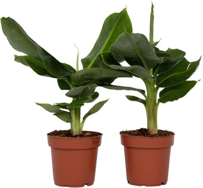 Plant in a Box - Set van 2 Musa Oriental Dwarf - Tropische bananenplanten - Kamerplanten - Pot 12 - Hoogte 25-40